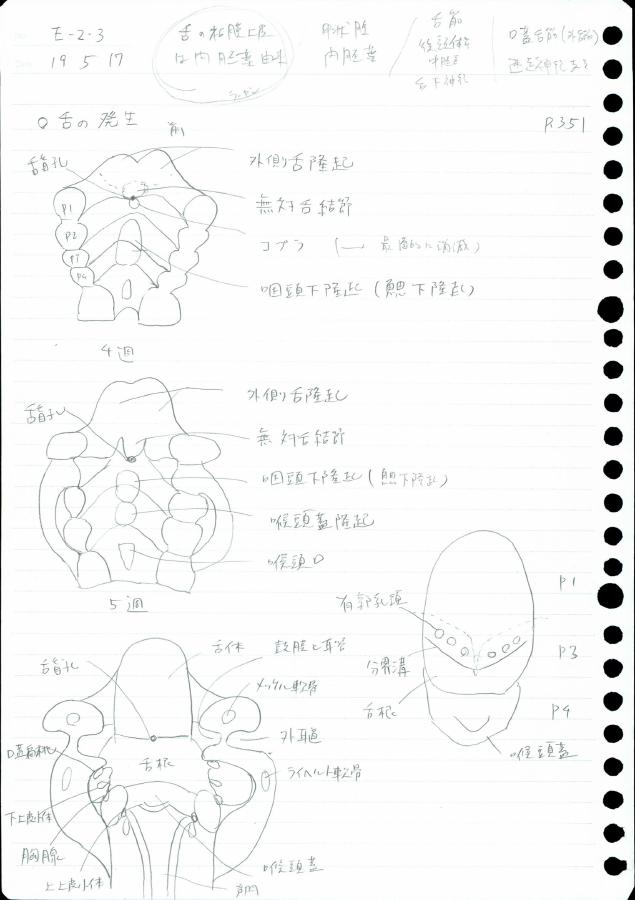 舌の発生を手描きの図で整理した復習ノートの抜粋